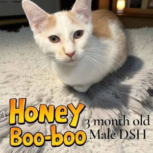 Honey-Booboo, Baby Male Domestic Short Hair