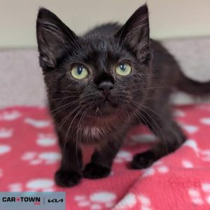 Jeffe, Baby Male Domestic Short Hair