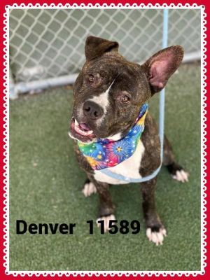 Primary Color Brindle Secondary Color White Weight 61lbs Age 5yrs 0mths 2wks