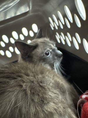 Primary Color Tortoiseshell Age 1yrs 0mths 0wks