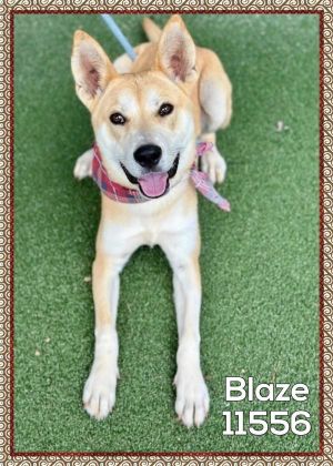 Primary Color Tan Secondary Color White Weight 399lbs Age 3yrs 0mths 1wks