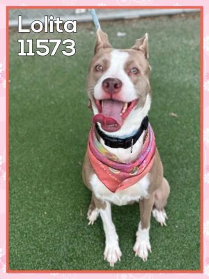 Primary Color Brown Secondary Color White Weight 39lbs Age 3yrs 0mths 2wks