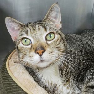 Ernest, Adult Male Domestic Short Hair