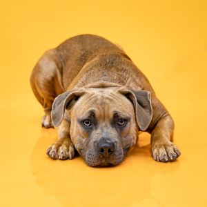 C B 02 D Bennett Pit Bull Terrier Dog