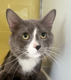 Cornelius Cumberdale, Adult Male Domestic Short Hair