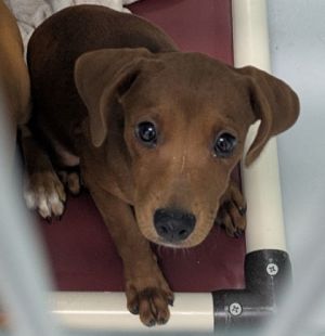Meet Delta Shes sweet and friendly always ready to greet you with a wagging tail and a happy bark