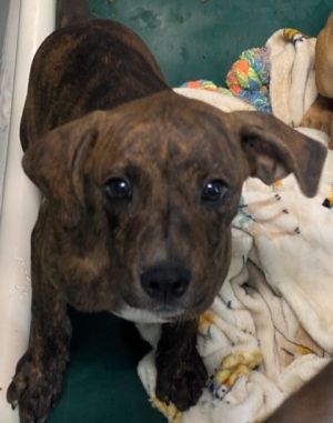 Charleys friendly demeanor makes her a perfect companion for both children and adults With her by 