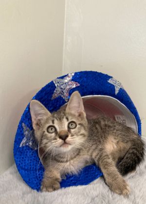 Stevia, Baby Male Domestic Short Hair