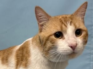 Billy, Adult Male Domestic Short Hair