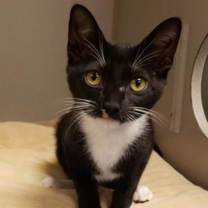 Leia, Young Female Domestic Short Hair