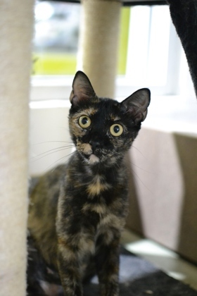 Hello there Im Eevee My days are filled with gentle purrs and friendly nudges Ive got a heart f
