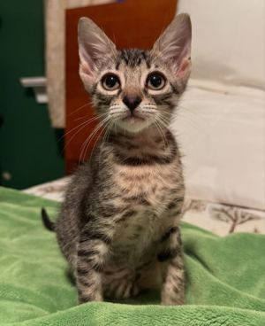 Shumai (in Foster) Domestic Short Hair Cat