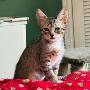 Hello Im Digory Im a kitten with a heart full of love and a spirit full of play My days