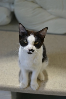 Hello Im King Oyster Im young full of energy and curiosity I love exploring every nook and cra