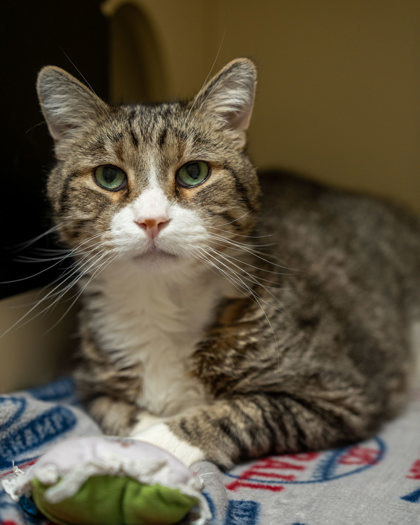 Kevin, an adoptable Domestic Short Hair in Pequot Lakes, MN, 56472 | Photo Image 1