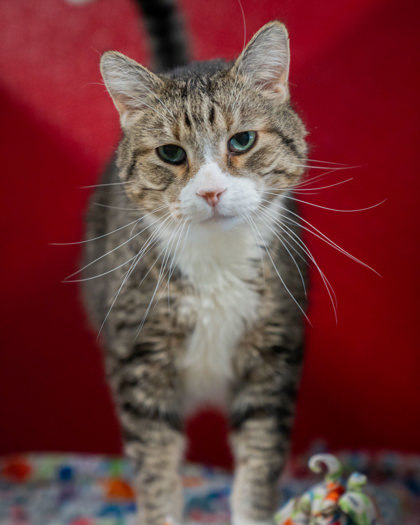 Kevin, an adoptable Domestic Short Hair in Pequot Lakes, MN, 56472 | Photo Image 2