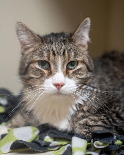 Kevin, an adoptable Domestic Short Hair in Pequot Lakes, MN, 56472 | Photo Image 3