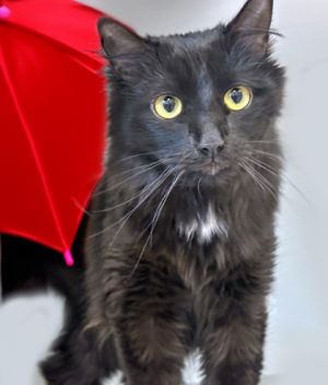 Guy*, Adult Male Domestic Medium Hair