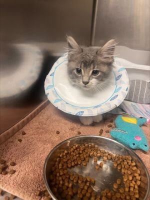 Iron Bull, Baby Male Domestic Medium Hair