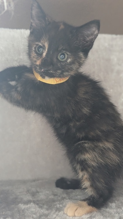 CoCo Chanel