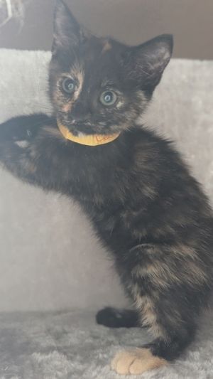 CoCo Chanel, Baby Female Domestic Short Hair