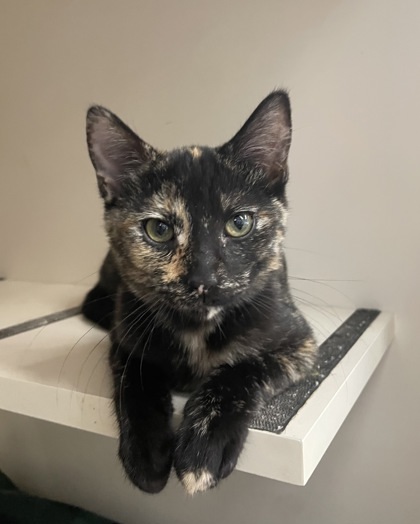 CoCo Chanel