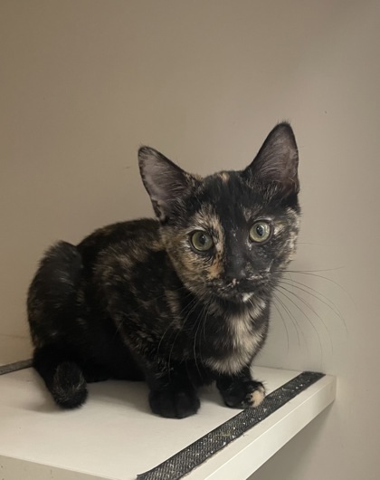 CoCo Chanel
