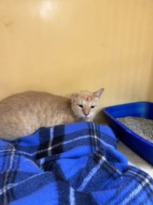 Dusty MH 10, Senior Male Domestic Short Hair