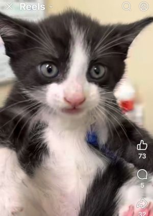 Maurice MH 7, Baby Male Domestic Short Hair