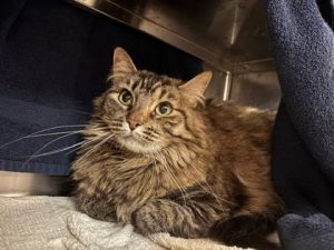 Romancer, Adult Female Domestic Long Hair