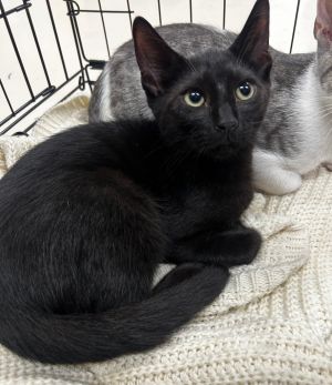 Yin, Baby Male Domestic Short Hair
