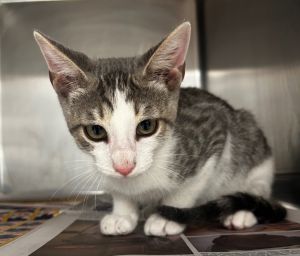 Yang, Baby Male Domestic Short Hair