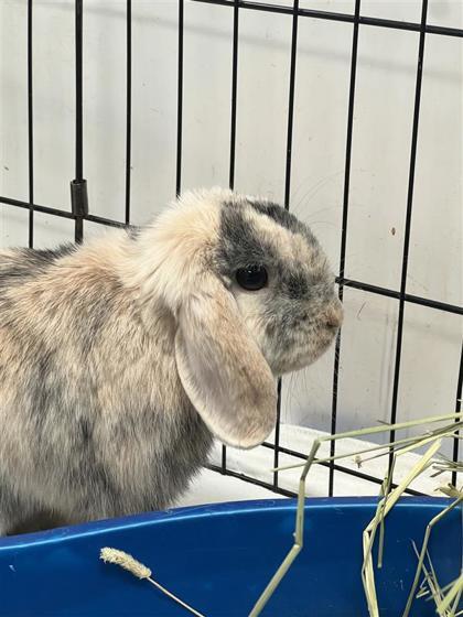 Luna