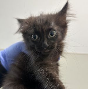 Penny, Baby Female Domestic Short Hair