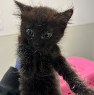 Pepper, Baby Female Domestic Short Hair
