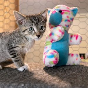 Wrangler, Baby Male Domestic Short Hair