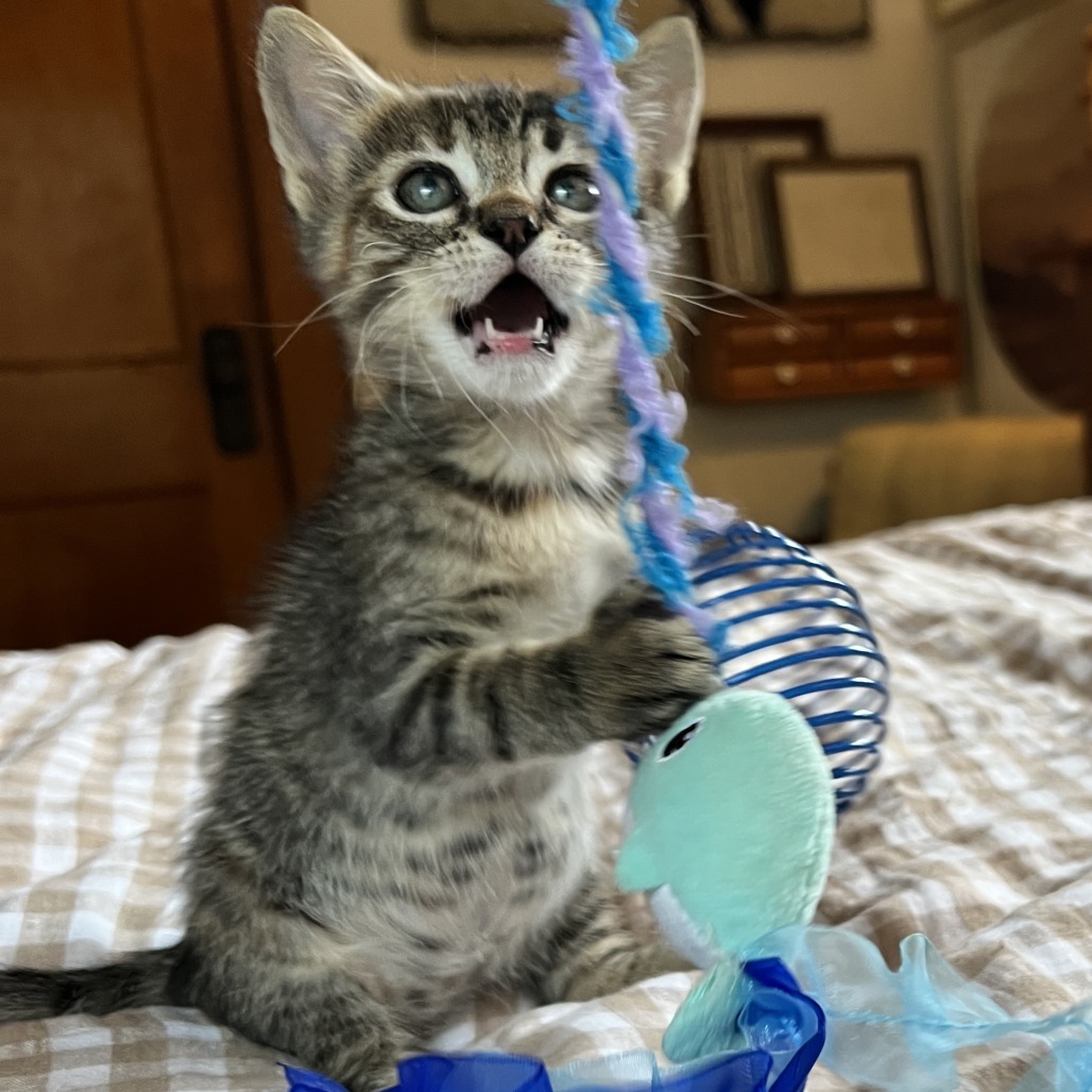 Freddi