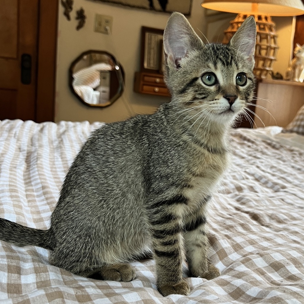 Paula, an adoptable Domestic Short Hair in Wichita, KS, 67208 | Photo Image 1