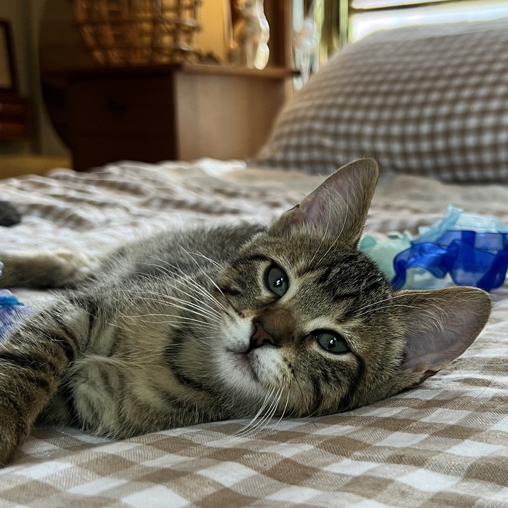 Paula, an adoptable Domestic Short Hair in Wichita, KS, 67208 | Photo Image 3