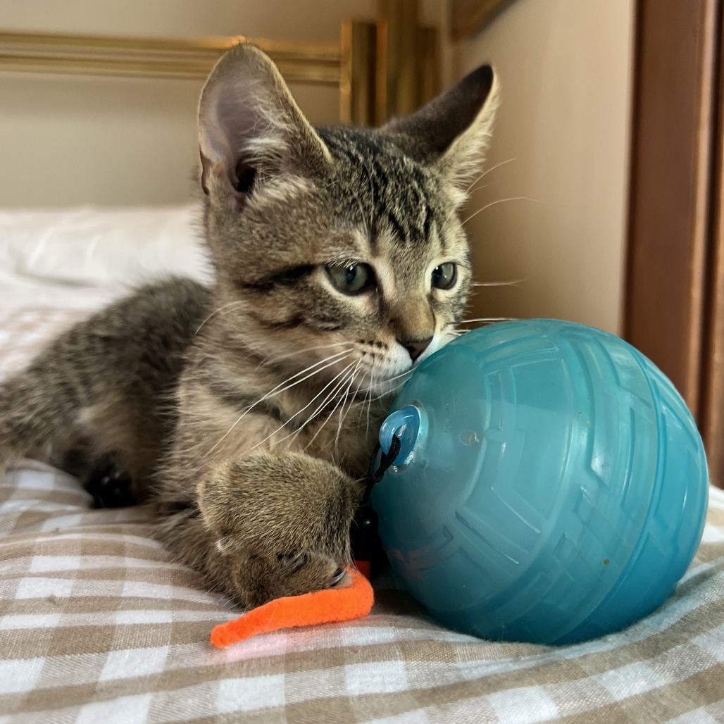 Paula, an adoptable Domestic Short Hair in Wichita, KS, 67208 | Photo Image 4