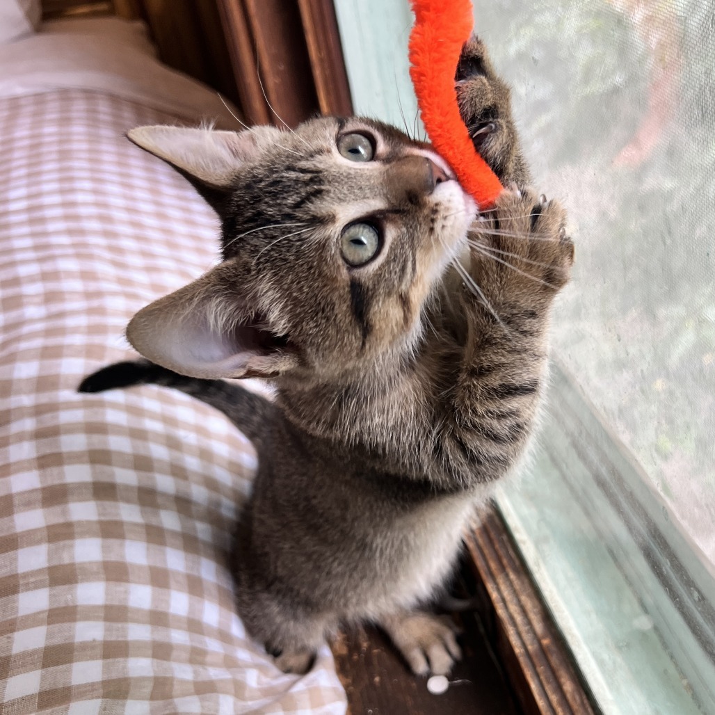 Paula, an adoptable Domestic Short Hair in Wichita, KS, 67208 | Photo Image 5