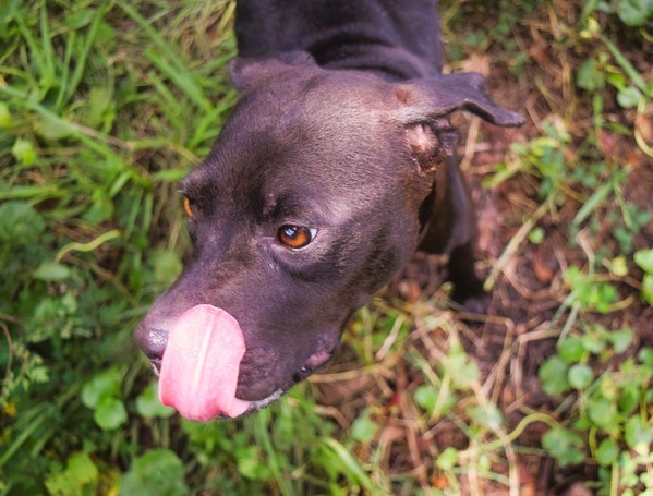 Ebony