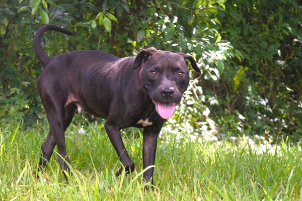 Ebony