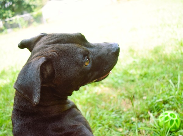 Ebony