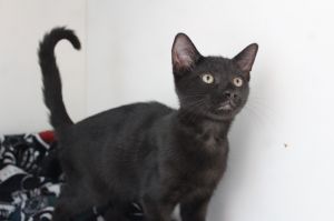 White House Black Tea, Baby Male Domestic Short Hair