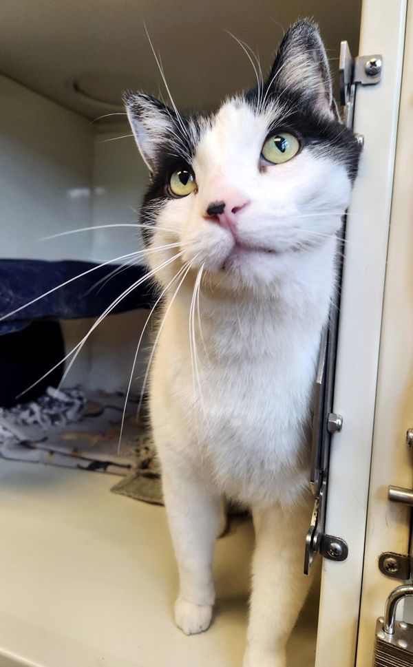 Kaonashi, an adoptable Domestic Short Hair in Duluth, MN, 55802 | Photo Image 1