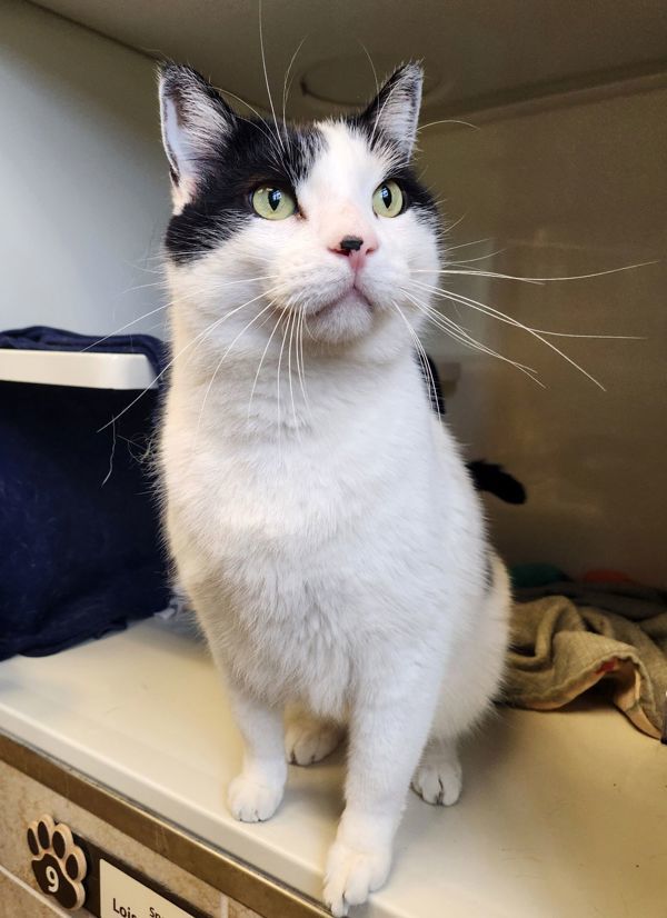 Kaonashi, an adoptable Domestic Short Hair in Duluth, MN, 55802 | Photo Image 2