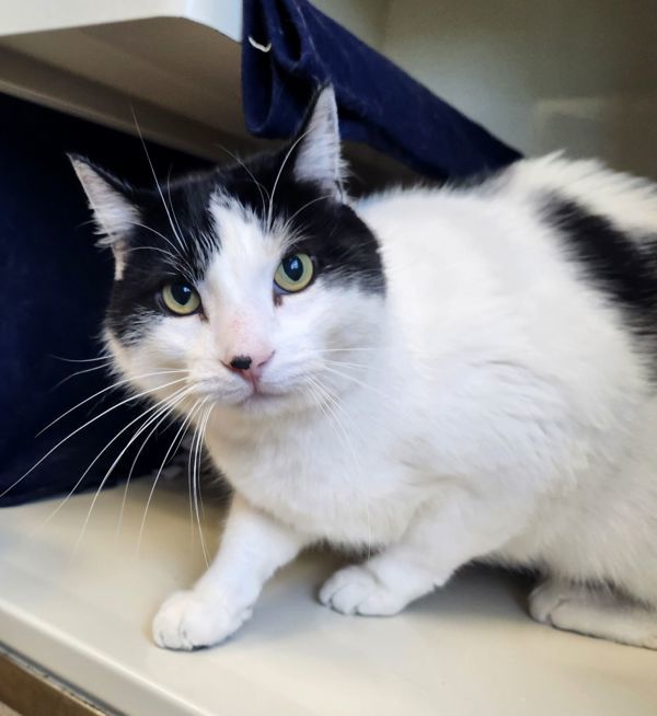 Kaonashi, an adoptable Domestic Short Hair in Duluth, MN, 55802 | Photo Image 6