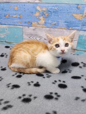Creamsickle, Baby Male Domestic Short Hair