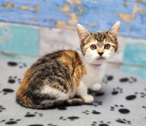 Cookie Dough, Baby Female Domestic Short Hair